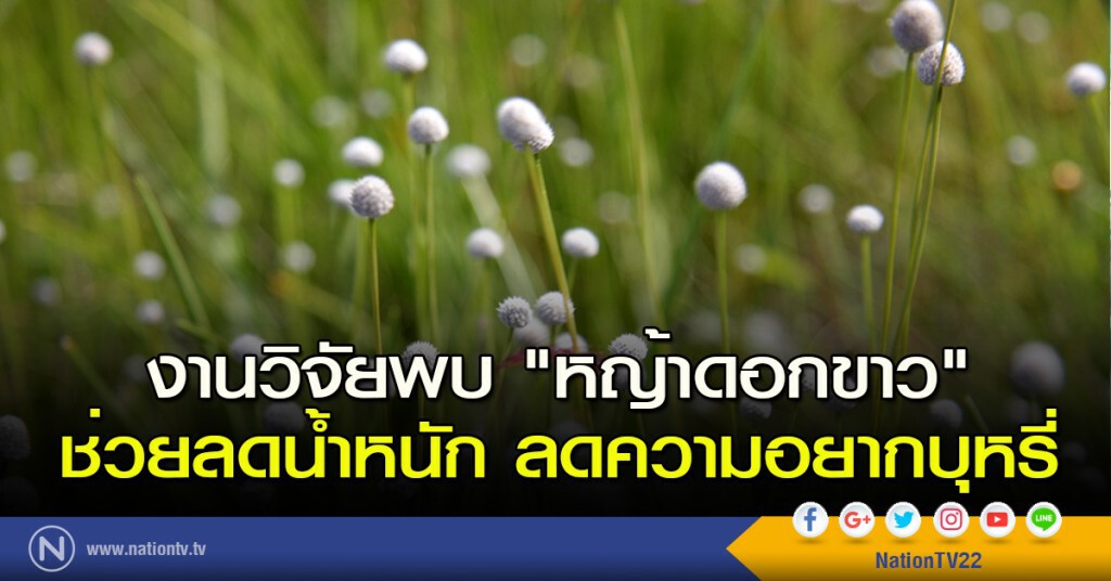 งานวิจัยพบ "หญ้าดอกขาว" ช่วยลดน้ำหนัก ลดความอยากบุหรี่ งานวิจัยพบ "หญ้าดอกขาว" ช่วยลดน้ำหนัก ลดความอยากบุหรี่