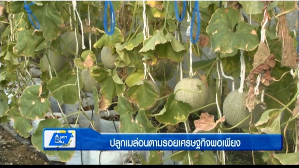 ตะลอนทั่วทิศ - ปลูกเมล่อนตามรอยเศรษฐกิจพอเพียง ตะลอนทั่วทิศ - ปลูกเมล่อนตามรอยเศรษฐกิจพอเพียง