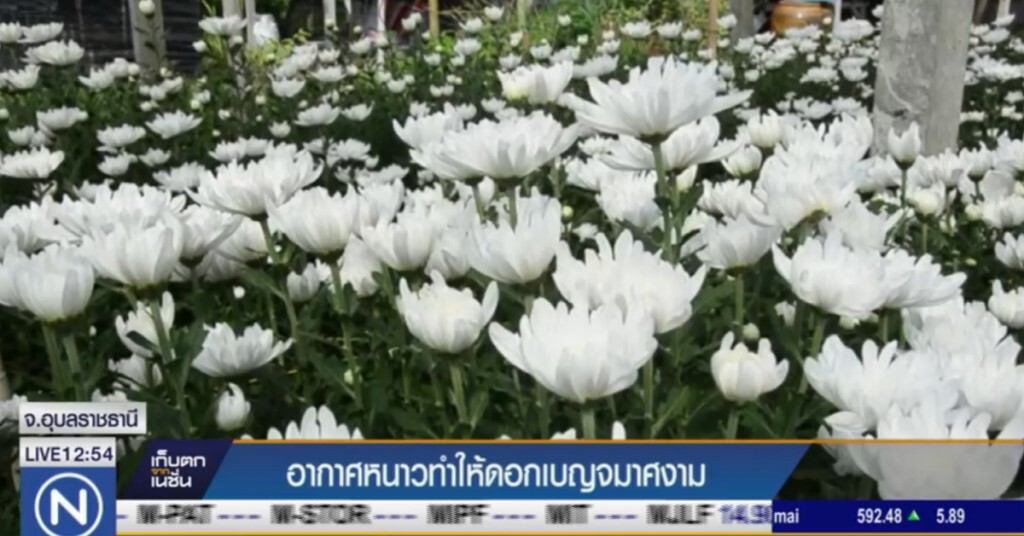 อากาศหนาว ส่งผลดีต่อ "เบญจมาศ" ดอกโต สวย ราคาดี อากาศหนาว ส่งผลดีต่อ "เบญจมาศ" ดอกโต สวย ราคาดี