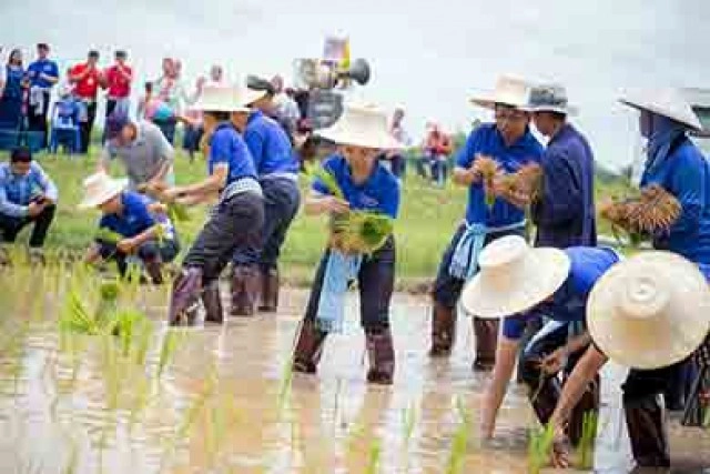ไปรษณีย์ไทยกับความสำเร็จ "ข้าวฮางสร้างกุดจิก กินดีอยู่ดี"
