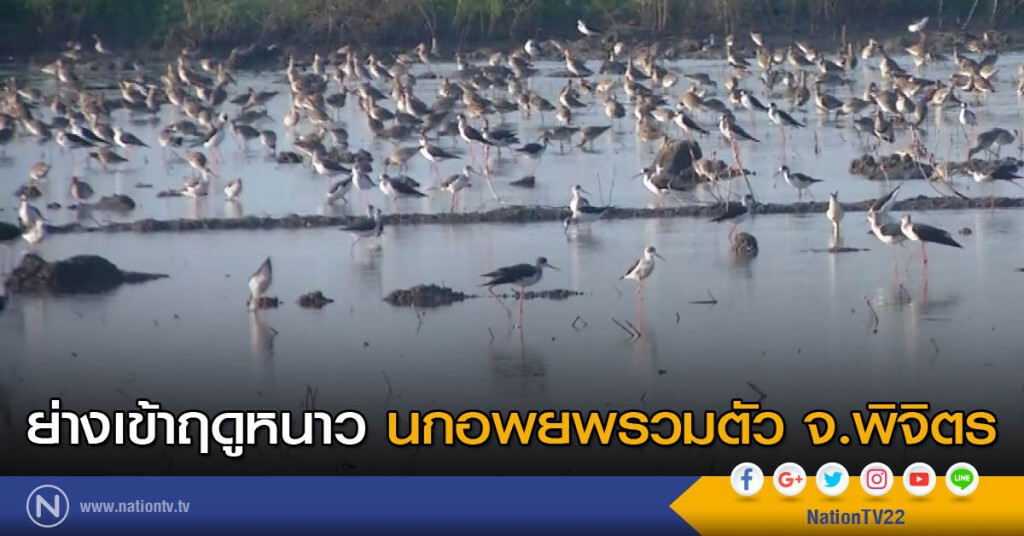 ย่างเข้าฤดูหนาว นกอพยพรวมตัว จ.พิจิตร ย่างเข้าฤดูหนาว นกอพยพรวมตัว จ.พิจิตร