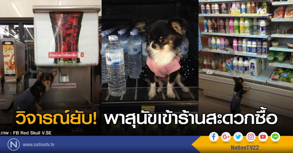 วิจารณ์ยับ! พาสุนัขเข้าร้านสะดวกซื้อ
