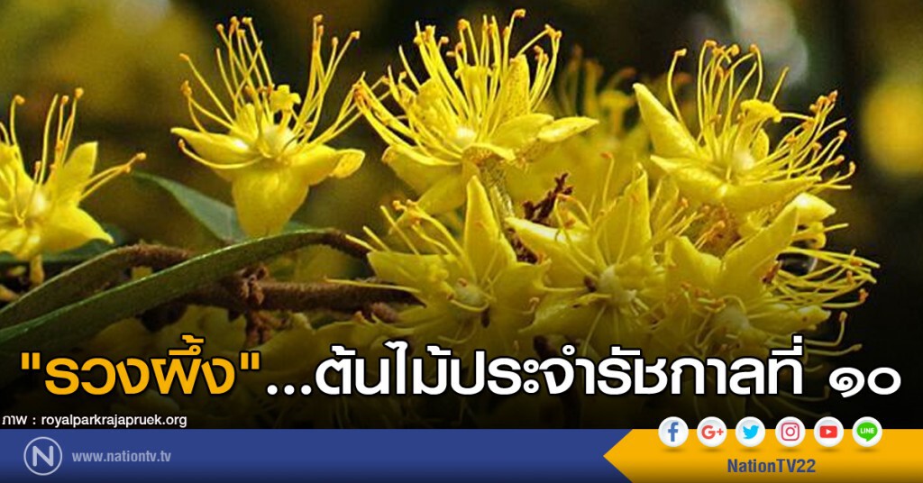"รวงผึ้ง"...ต้นไม้ประจำรัชกาลที่ ๑๐ "รวงผึ้ง"...ต้นไม้ประจำรัชกาลที่ ๑๐