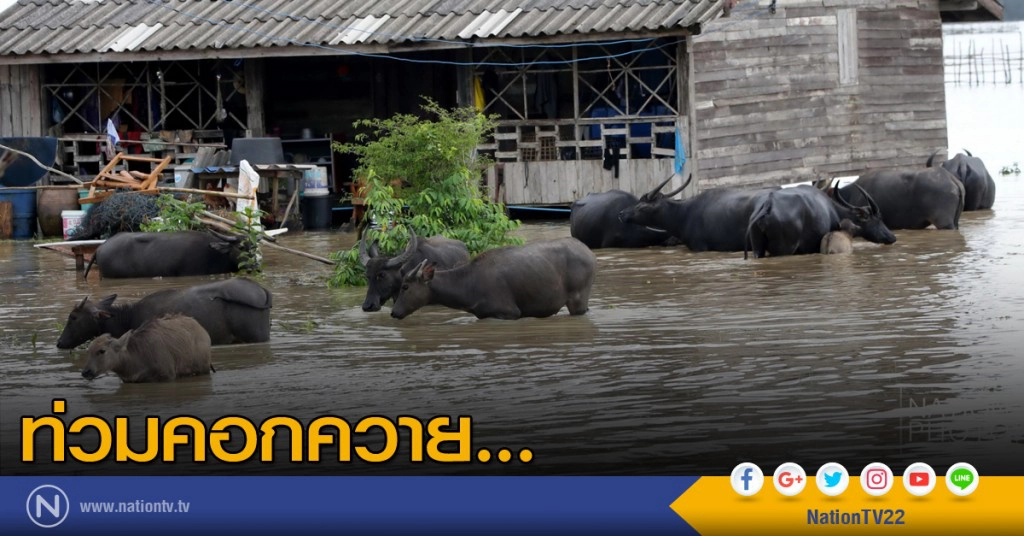 ท่วมคอกควาย ท่วมคอกควาย