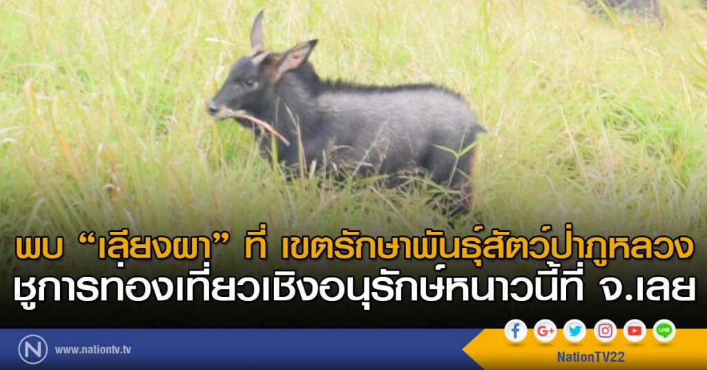 พบ "เลียงผา" ที่ เขตรักษาพันธุ์สัตว์ป่าภูหลวง ชูการท่องเที่ยวเชิงอนุรักษ์หนาวนี้ที่จังหวัดเลย พบ "เลียงผา" ที่ เขตรักษาพันธุ์สัตว์ป่าภูหลวง ชูการท่องเที่ยวเชิงอนุรักษ์หนาวนี้ที่จังหวัดเลย