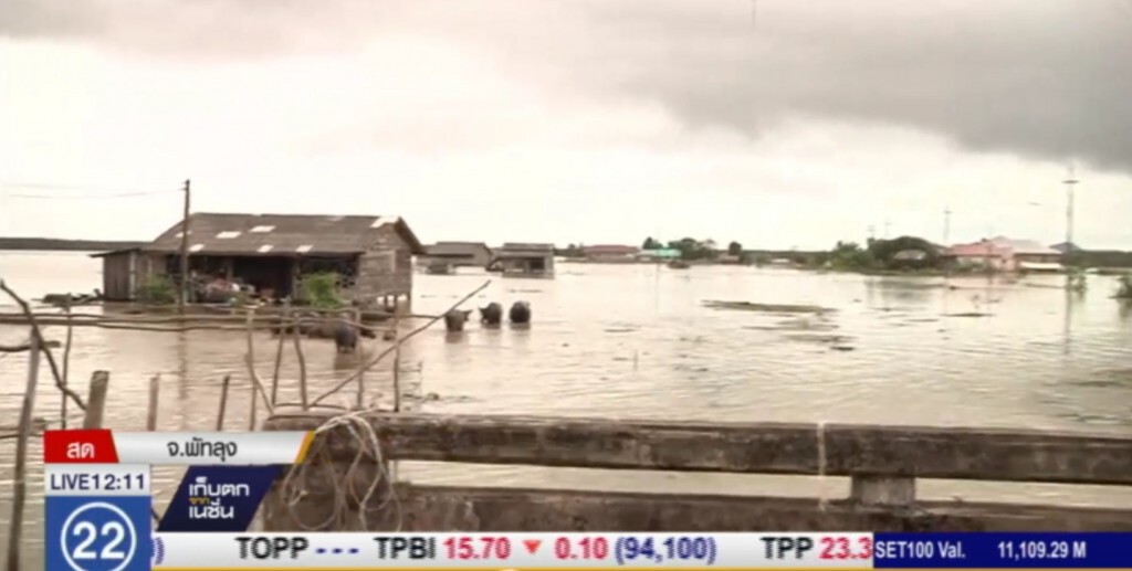 น้ำท่วมกระทบเกษตรกรเลี้ยงสัตว์ น้ำท่วมกระทบเกษตรกรเลี้ยงสัตว์