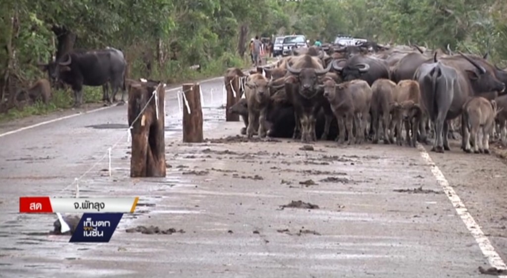 7-12-2559 น้ำท่วมกระทบเกษตรกรเลี้ยงสัตว์ จ.พัทลุง 7-12-2559 น้ำท่วมกระทบเกษตรกรเลี้ยงสัตว์ จ.พัทลุง