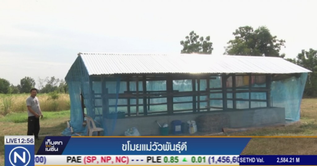 คนร้ายบุกขโมยแม่วัวพันธุ์ดีของชาวบ้านโคกคูขาด คนร้ายบุกขโมยแม่วัวพันธุ์ดีของชาวบ้านโคกคูขาด