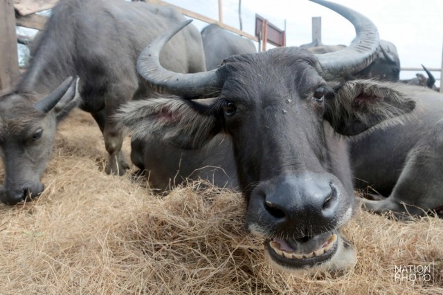 ท่วมคอกควาย