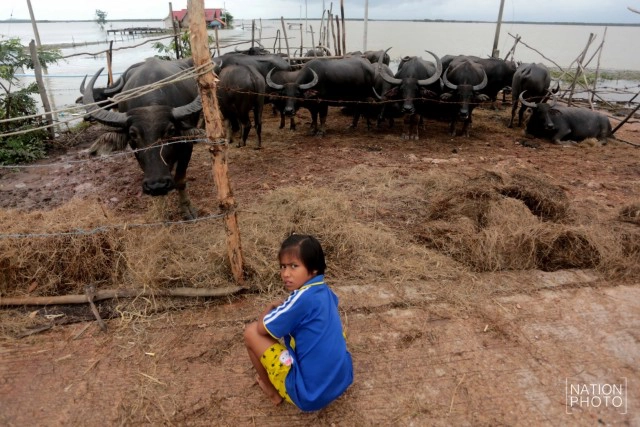 ท่วมคอกควาย