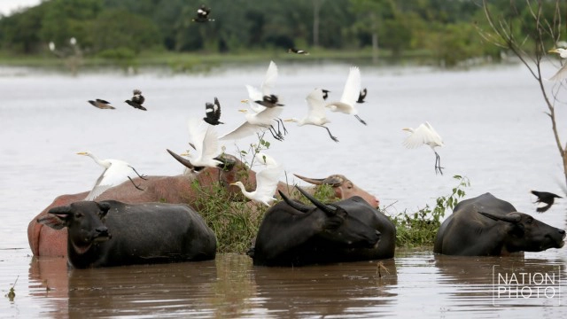 ท่วมคอกควาย