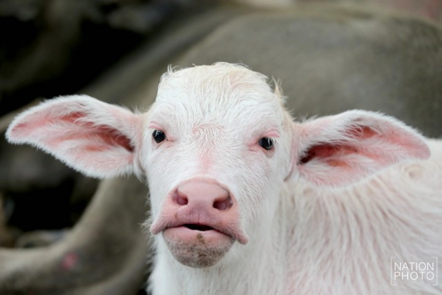 ท่วมคอกควาย