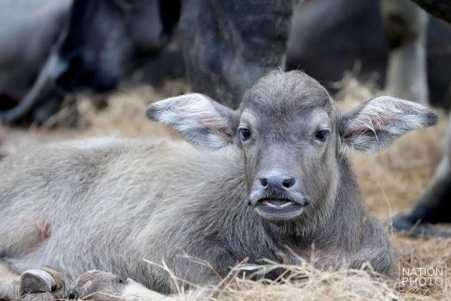 ท่วมคอกควาย