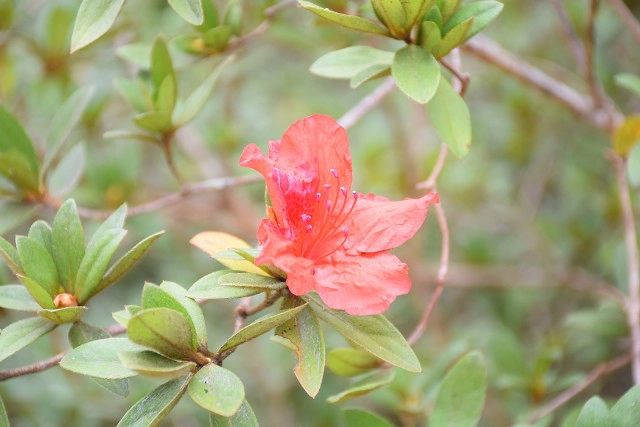 พบ "เลียงผา" ที่ เขตรักษาพันธุ์สัตว์ป่าภูหลวง ชูการท่องเที่ยวเชิงอนุรักษ์หนาวนี้ที่จังหวัดเลย