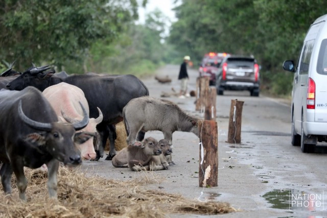 ท่วมคอกควาย