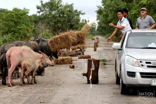 ท่วมคอกควาย