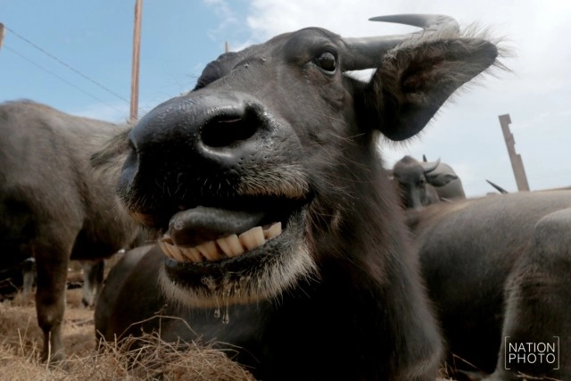 ท่วมคอกควาย