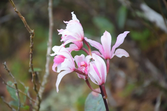 พบ "เลียงผา" ที่ เขตรักษาพันธุ์สัตว์ป่าภูหลวง ชูการท่องเที่ยวเชิงอนุรักษ์หนาวนี้ที่จังหวัดเลย