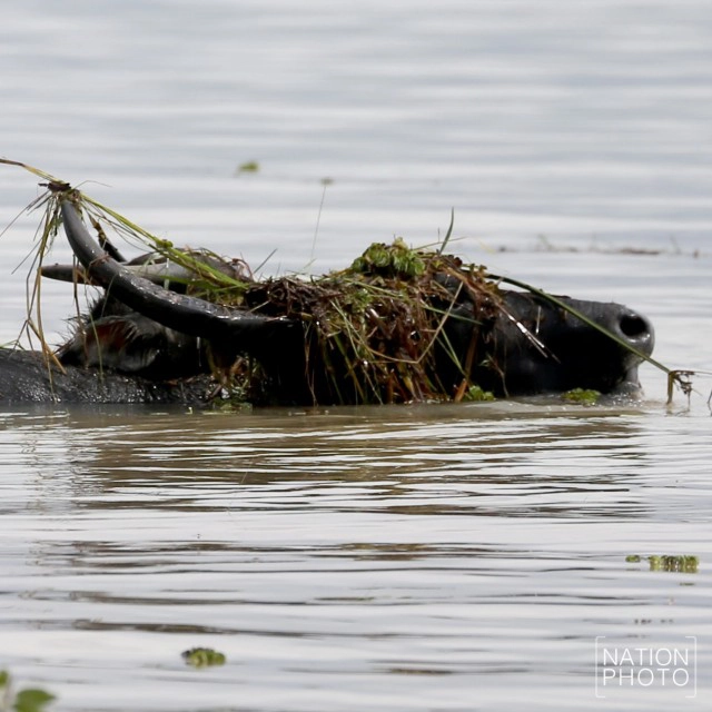 ท่วมคอกควาย