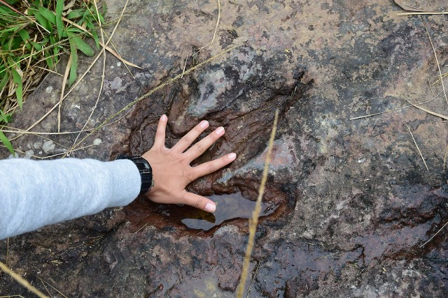 พบ "เลียงผา" ที่ เขตรักษาพันธุ์สัตว์ป่าภูหลวง ชูการท่องเที่ยวเชิงอนุรักษ์หนาวนี้ที่จังหวัดเลย
