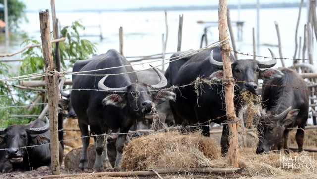 ท่วมคอกควาย