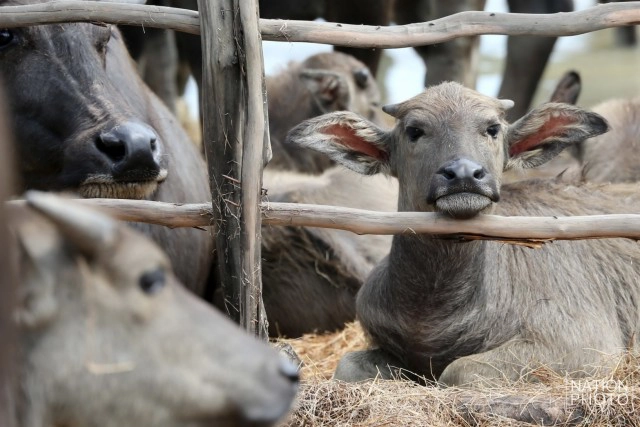 ท่วมคอกควาย