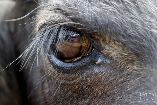 ท่วมคอกควาย