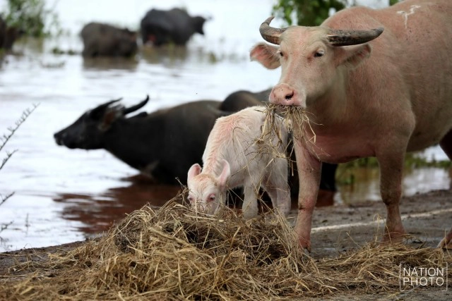 ท่วมคอกควาย