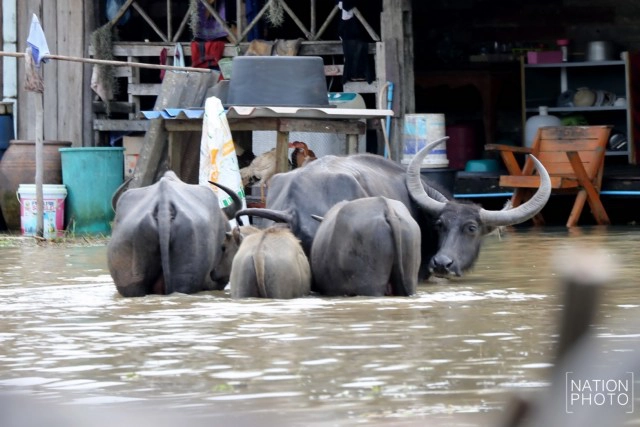 ท่วมคอกควาย