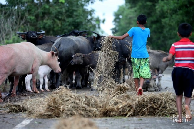 ท่วมคอกควาย