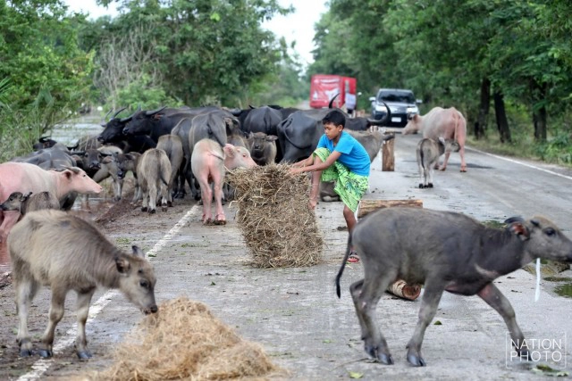 ท่วมคอกควาย