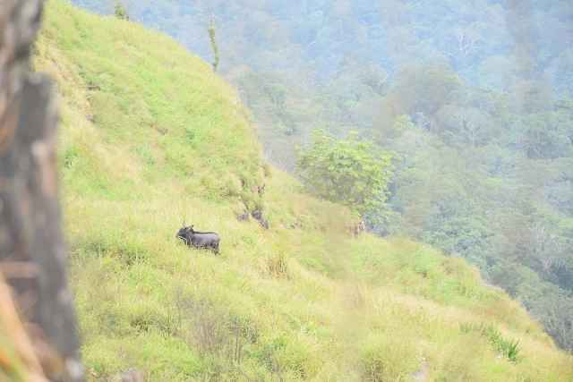 พบ "เลียงผา" ที่ เขตรักษาพันธุ์สัตว์ป่าภูหลวง ชูการท่องเที่ยวเชิงอนุรักษ์หนาวนี้ที่จังหวัดเลย