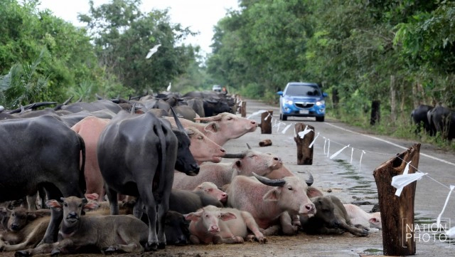 ท่วมคอกควาย