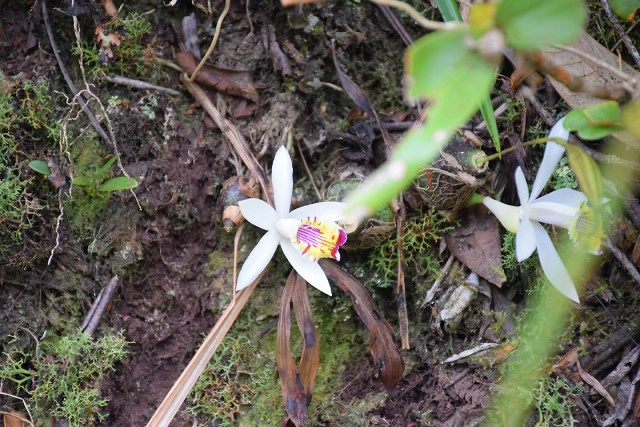 พบ "เลียงผา" ที่ เขตรักษาพันธุ์สัตว์ป่าภูหลวง ชูการท่องเที่ยวเชิงอนุรักษ์หนาวนี้ที่จังหวัดเลย
