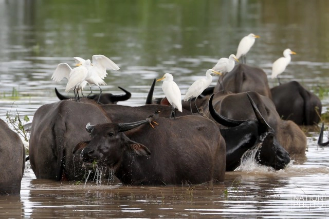 ท่วมคอกควาย