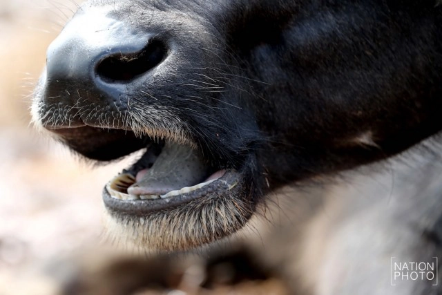 ท่วมคอกควาย