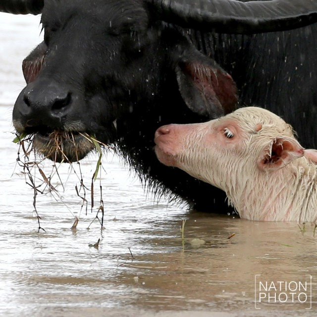 ท่วมคอกควาย