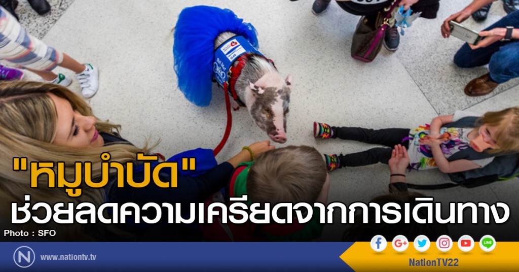 "หมูบำบัด" ช่วยลดความเครียดจากการเดินทาง "หมูบำบัด" ช่วยลดความเครียดจากการเดินทาง