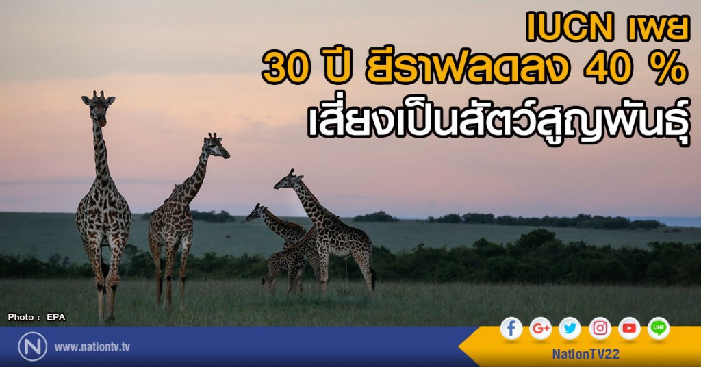 IUCN เผย 30 ปี ยีราฟลดลง 40 % เสี่ยงเป็นสัตว์สูญพันธุ์