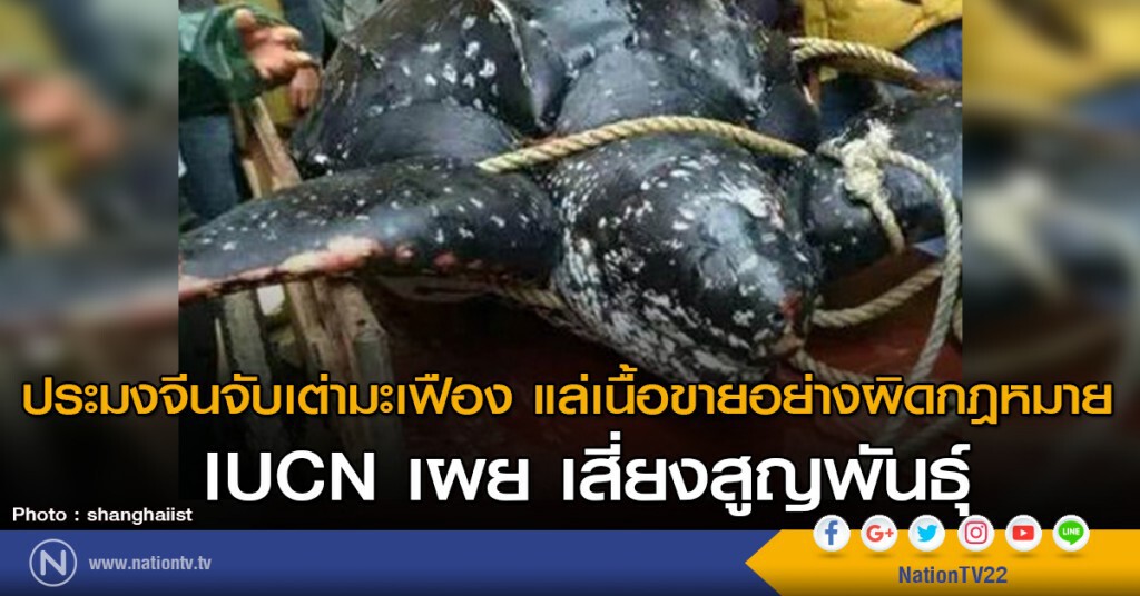 ประมงจีนจับเต่ามะเฟือง แล่เนื้อขายอย่างผิดกฎหมาย IUCN เผย เสี่ยงสูญพันธุ์ ประมงจีนจับเต่ามะเฟือง แล่เนื้อขายอย่างผิดกฎหมาย IUCN เผย เสี่ยงสูญพันธุ์