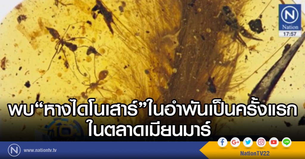 พบหางไดโนเสาร์ในอำพันเป็นครั้งแรก ที่ตลาดเมียนมาร์ พบหางไดโนเสาร์ในอำพันเป็นครั้งแรก ที่ตลาดเมียนมาร์