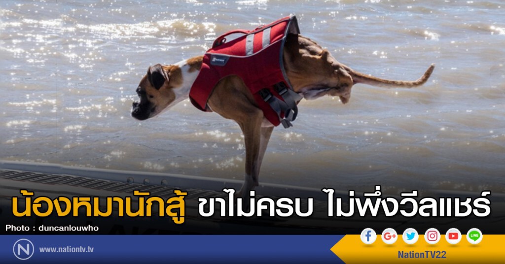 น้องหมานักสู้ ขาไม่ครบ ไม่พึ่งวีลแชร์ น้องหมานักสู้ ขาไม่ครบ ไม่พึ่งวีลแชร์