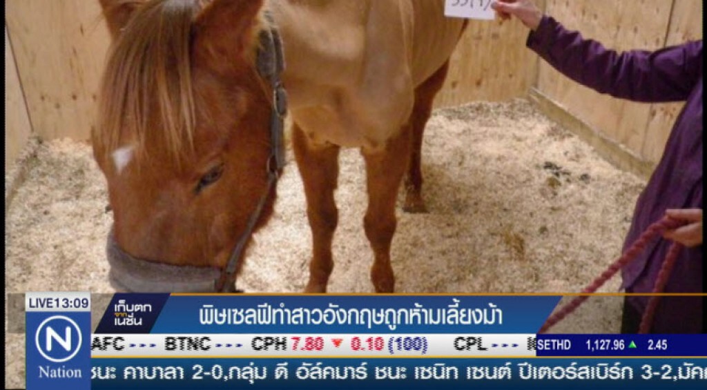 พิษเซลฟี่สาวอังกฤษถูกห้ามเลี้ยงม้า พิษเซลฟี่สาวอังกฤษถูกห้ามเลี้ยงม้า