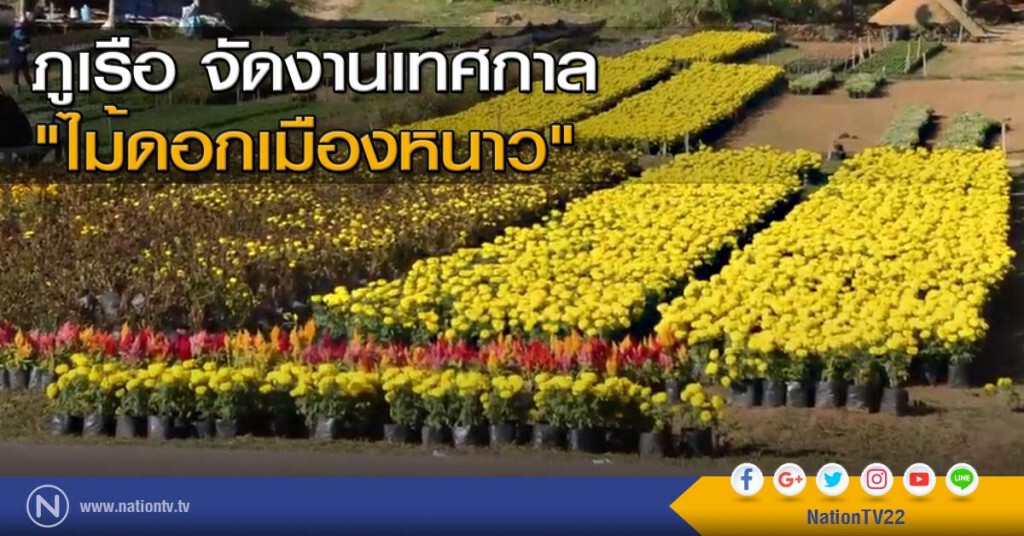 ภูเรือจัดงานเทศกาล "ไม้ดอกเมืองหนาว" ภูเรือจัดงานเทศกาล "ไม้ดอกเมืองหนาว"