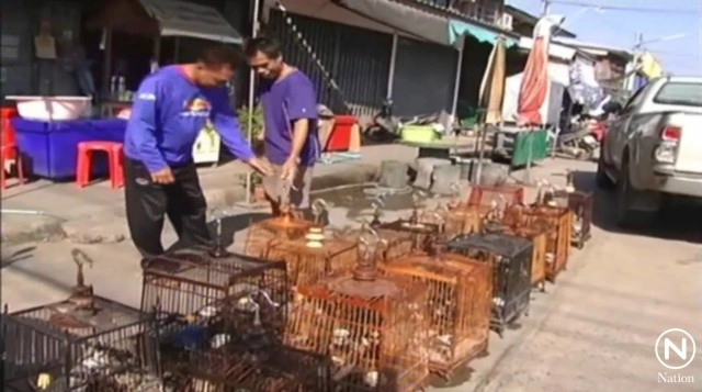 คนเลี้ยงนำนกกรงหัวจุกอาบแดดคลายหนาว