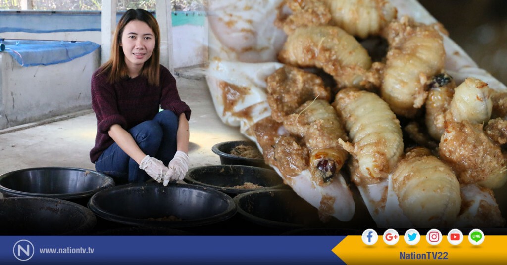 ครูสาวใช้เวลาว่างเลี้ยง"ด้วงมะพร้าว"ขาย สร้างรายได้เดือนละกว่าหมื่นบาท