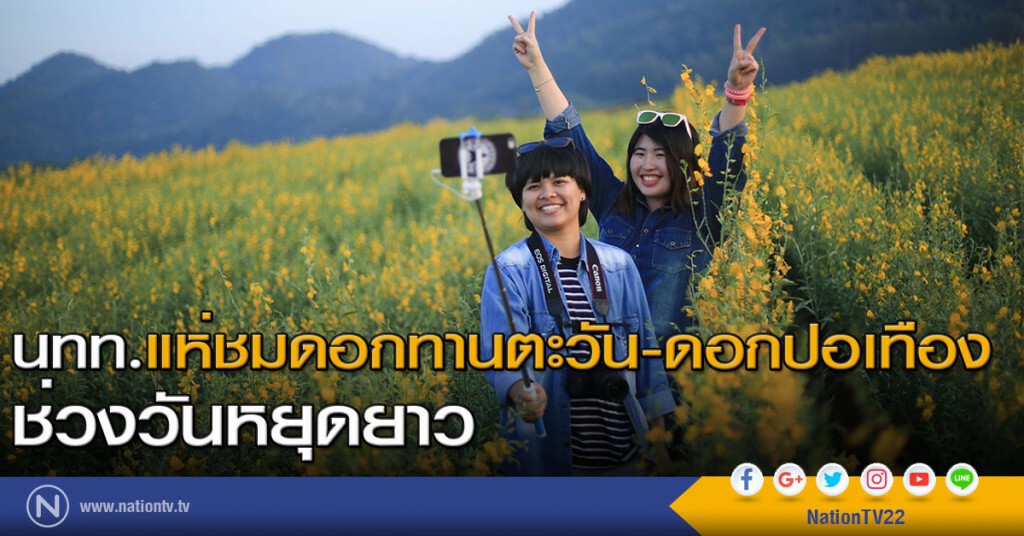 นทท.แห่ชมดอกทานตะวัน-ดอกปอเทืองช่วงวันหยุดยาว นทท.แห่ชมดอกทานตะวัน-ดอกปอเทืองช่วงวันหยุดยาว