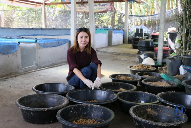 ครูสาวใช้เวลาว่างเลี้ยง"ด้วงมะพร้าว"ขาย สร้างรายได้เดือนละกว่าหมื่นบาท