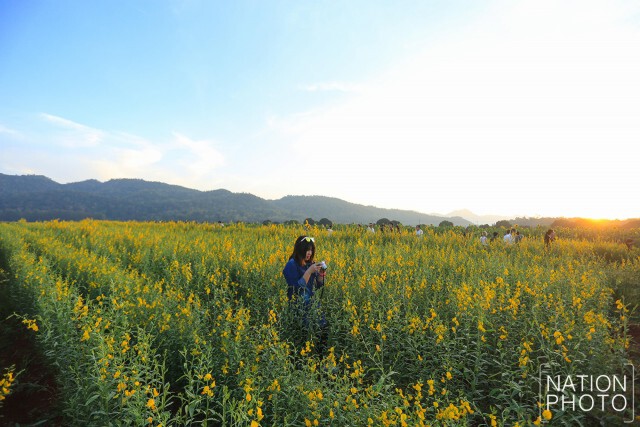 นทท.แห่ชมดอกทานตะวัน-ดอกปอเทืองช่วงวันหยุดยาว