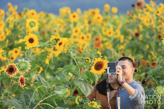 นทท.แห่ชมดอกทานตะวัน-ดอกปอเทืองช่วงวันหยุดยาว